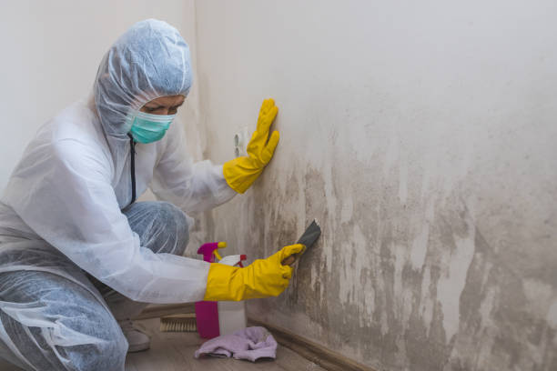 Best Post-Construction Mold Inspection  in Derby, CO