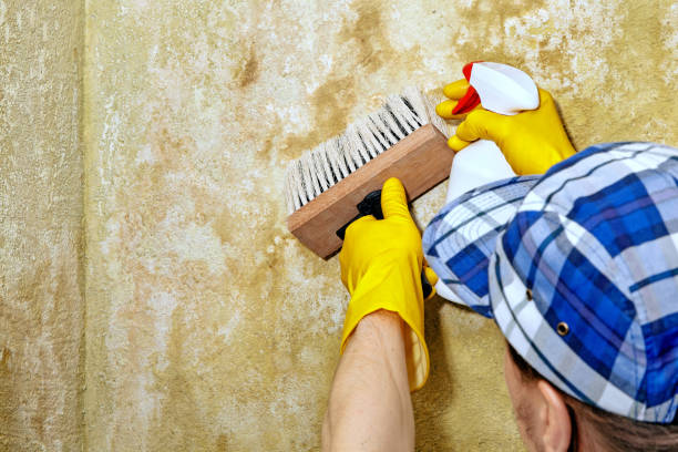 Best Mold Documentation for Insurance Claims  in Derby, CO