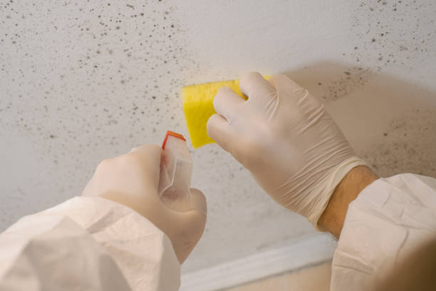 Best Basement Mold Removal  in Derby, CO