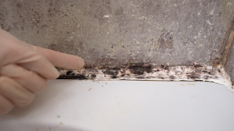 Best Crawl Space Mold Remediation  in Derby, CO